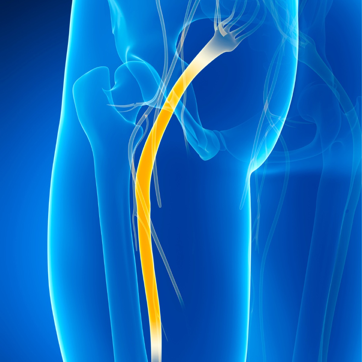 Illustration of the sciatic nerve running from the lower back through the leg